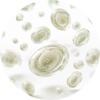 LactoSpore®